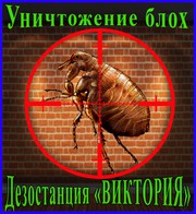 Дезостанция«ВИКТОРИЯ»,  уничтожение,  блох в Алматы и области.