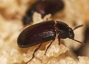 Продам Аргентинских жуков-знахарей