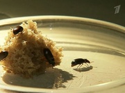 жук знахарь